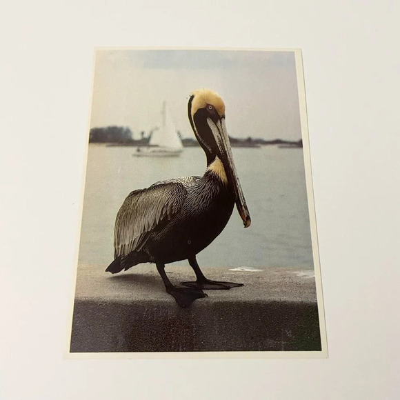 Vintage Lot of 6 Sun Coast Post Cards Florida St Petersburg Flamingos Beach - Picture 15 of 16